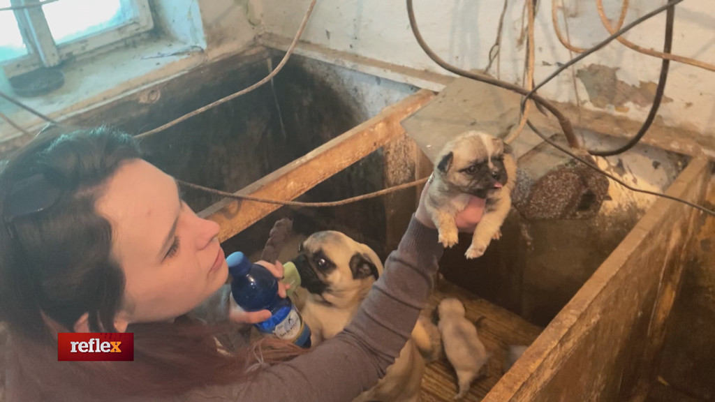 slovenské množiarne (c) Reflex